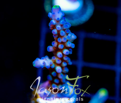 WWC YELLOW TIPS ACRO
