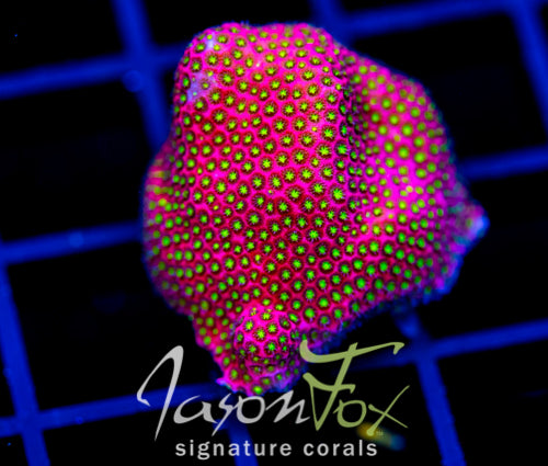 WWC ELECTRIC DAISY STYLO XL FRAG