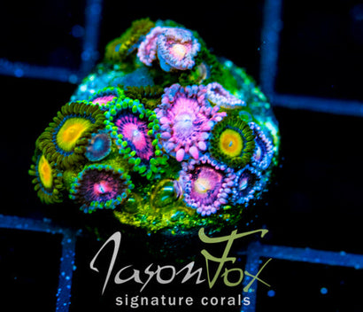 JF BURNING BLOSSOMS COMBO