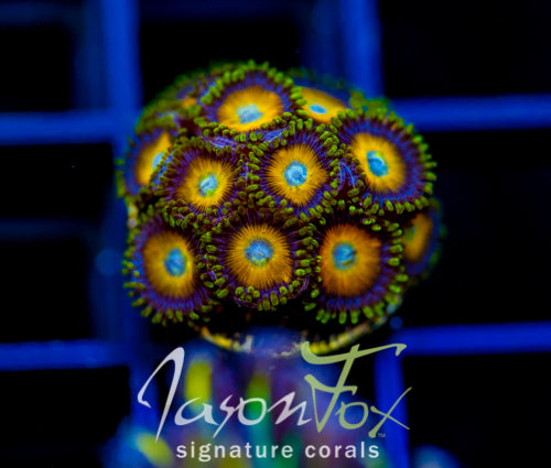 JF AUSSIE SCAMBLED EGG ZOAS