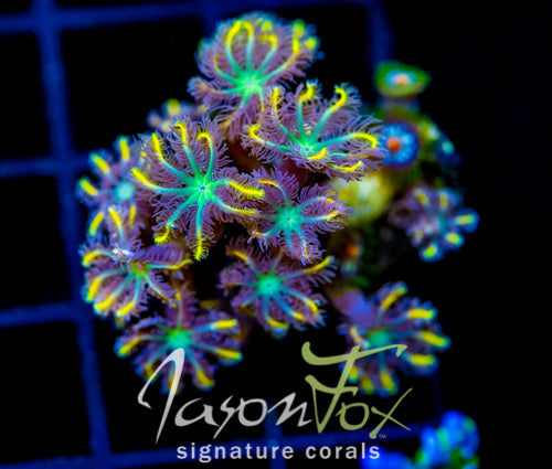 JF YELLOW INFUSED RAINBOW CLOVES COMBO
