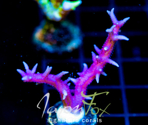 JF PINK FLAMINGO BN