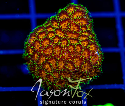 Coral様　3点おまとめ WYSIWYG – Jason Fox Signature Corals