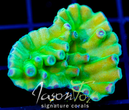 JF GREEN HERO TURBINARIA XL FRAG