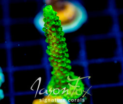 GREEN SLIMER ACRO