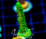 GREEN SLIMER ACRO