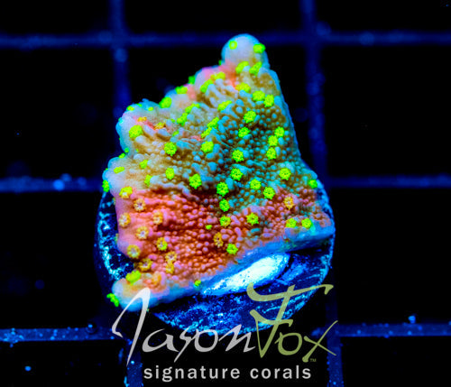 JF GRAFTED SUN MONTI