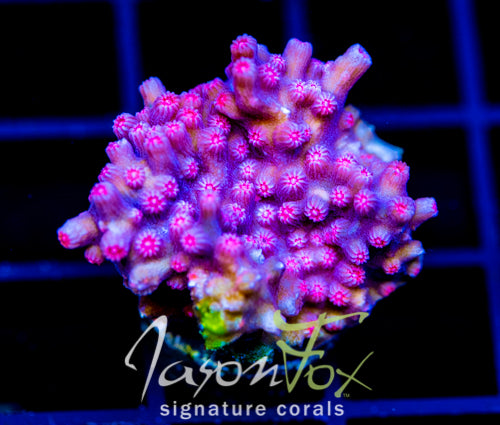 JF PINK BRANCHING CYPHASTREA