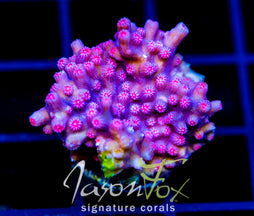 JF PINK BRANCHING CYPHASTREA