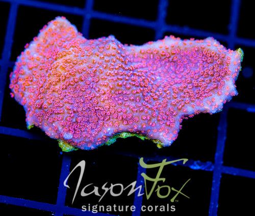 GB SEVEN HEAVENS MONTI XL FRAG