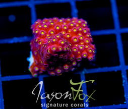BLING BLING CYPHASTREA
