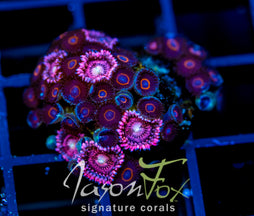 JF CRAZY EYES ZOAS COMBO