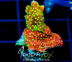 JF GRAFTED SUN MONTI