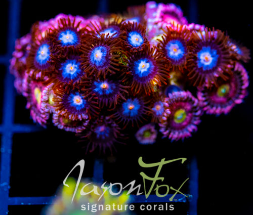 JF COSMIC ECLIPSE ZOAS XL COMBO