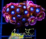 JF COSMIC ECLIPSE ZOAS XL COMBO