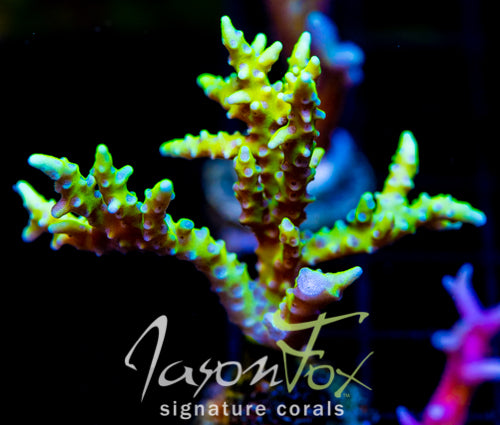 BR GREEN GOBLIN ANACROPORA XL FRAG
