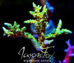 BR GREEN GOBLIN ANACROPORA XL FRAG