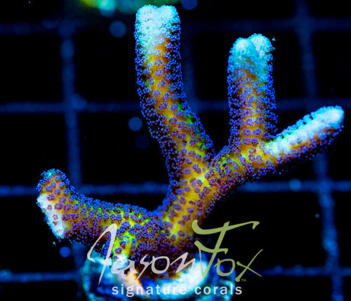 ORA BIRDS OF PARADISE BN