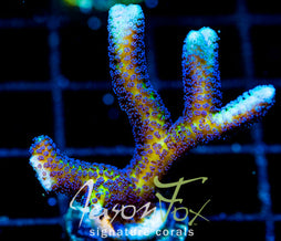 ORA BIRDS OF PARADISE BN