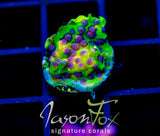 JF PPE CYPHASTREA
