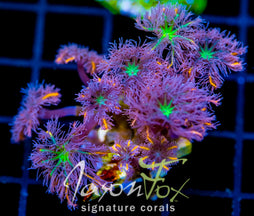 JF ORANGE INFUSED RAINBOW CLOVES