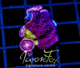 JF PURPLE MONTI CAP COMBO
