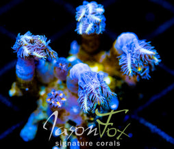 JF TANGERINE TWISTERS CLOVES