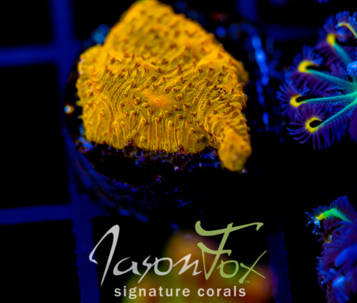 JF NEON ORANGE LITHO