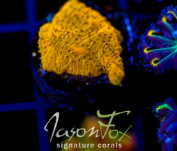 JF NEON ORANGE LITHO