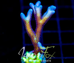 ORA BIRDS OF PARADISE BN