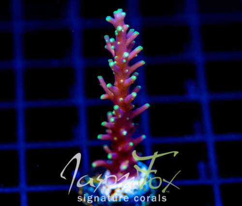 JF KAMIKAZE ACRO