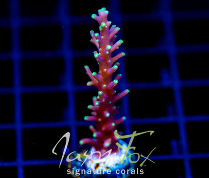 JF KAMIKAZE ACRO
