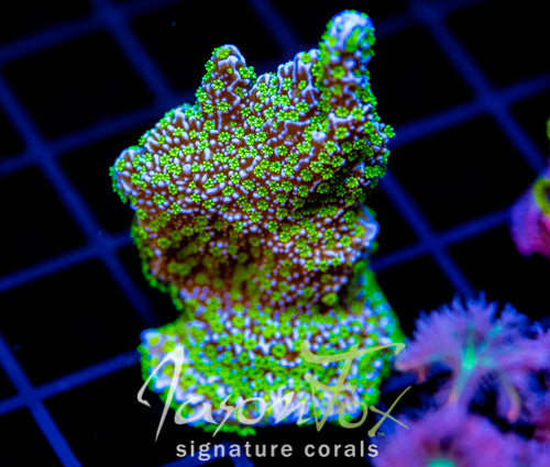 TUBS MONTI STELATTA XL FRAG
