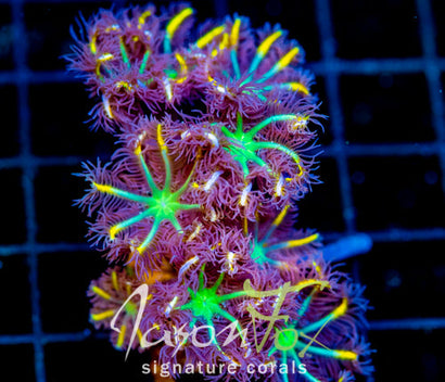 JF YELLOW INFUSED RAINBOW CLOVES XL FRAG