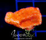 JF REVERSE SUNSET MONTI