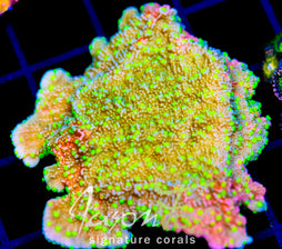 JF GRAFTED SUN MONTI XL FRAG