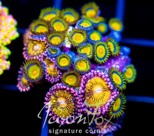 JF SUNFLOWER ZOAS COMBO