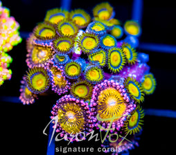 JF SUNFLOWER ZOAS COMBO