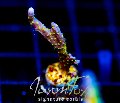 JF MIDNIGHT DYNAMITE MONTI HIRSUTA