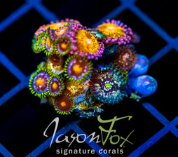 JF ZOA BOUQUET