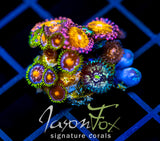JF ZOA BOUQUET