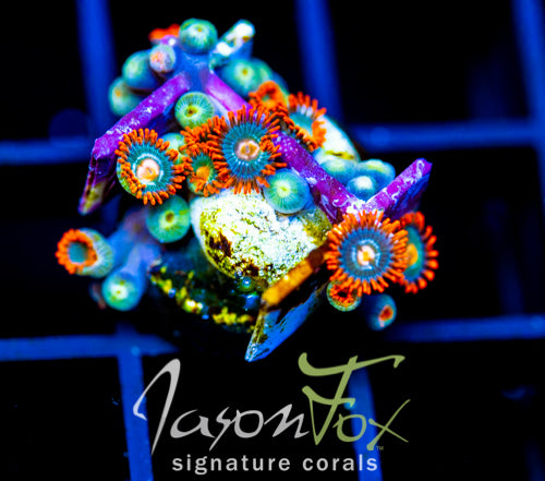 GATORAIDES ZOAS