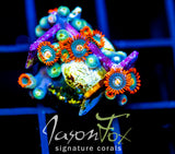 GATORAIDES ZOAS