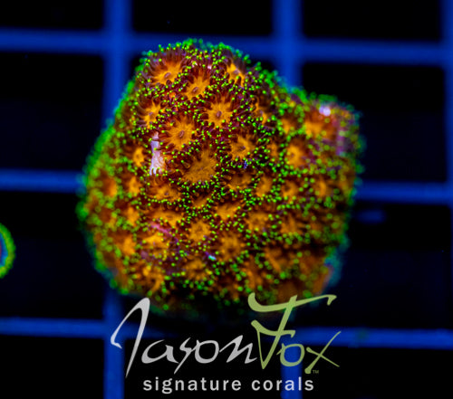 JF SUPER ORANGE LEPTASTREA