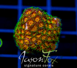 JF SUPER ORANGE LEPTASTREA