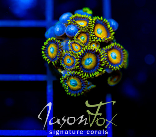 JF AUSSIE SCAMBLED EGG ZOAS