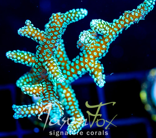 JF GREEN GODDESS BN XL FRAG