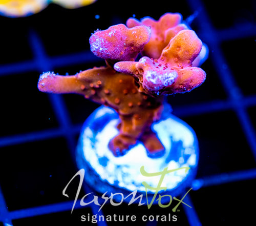 JF BLACK LIGHT SETOSA