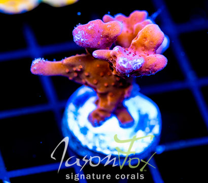 JF BLACK LIGHT SETOSA