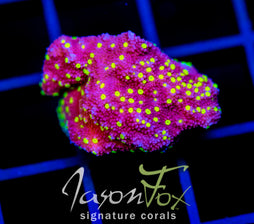 JF YELLOW FEVER MONTI